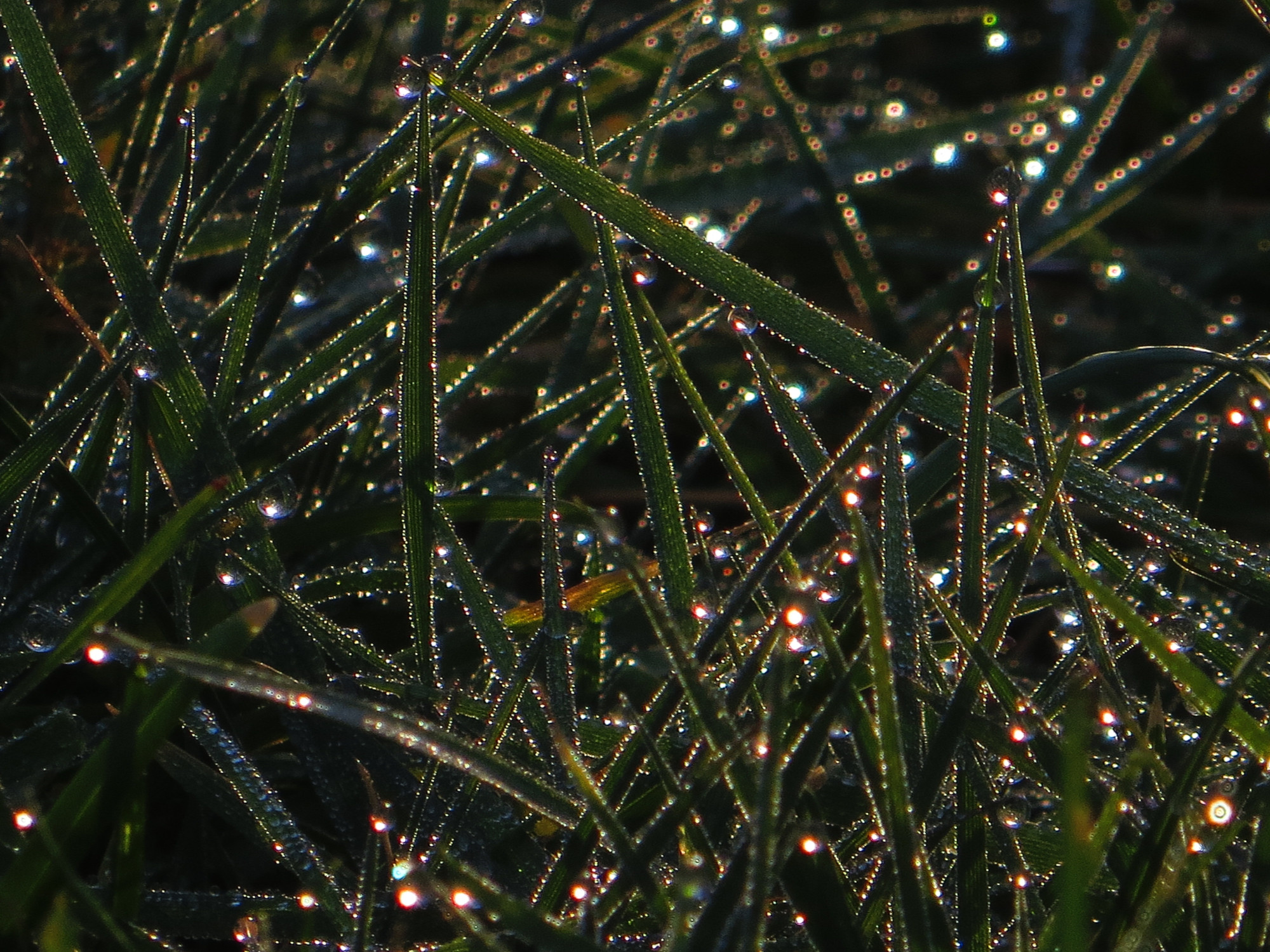 Plantes sèches, Tisanes et condiments