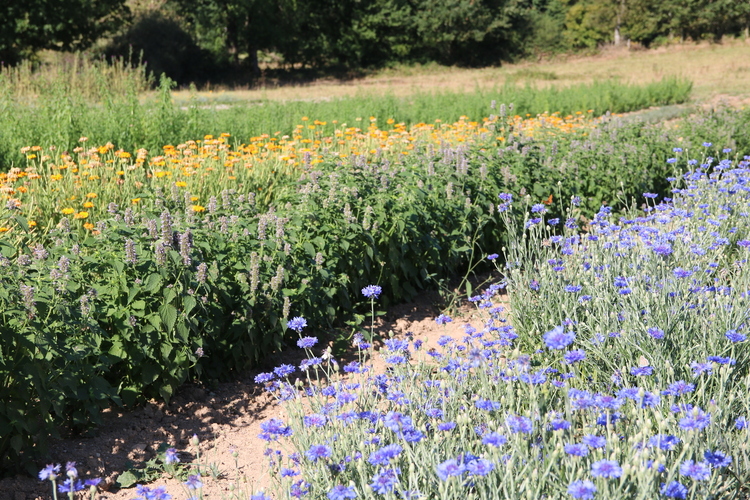 Bleuet, agastache, calendula, plantes aromatiques, 