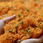 Photo de mains plong&eacute;es dans des fleurs s&eacute;ch&eacute;es