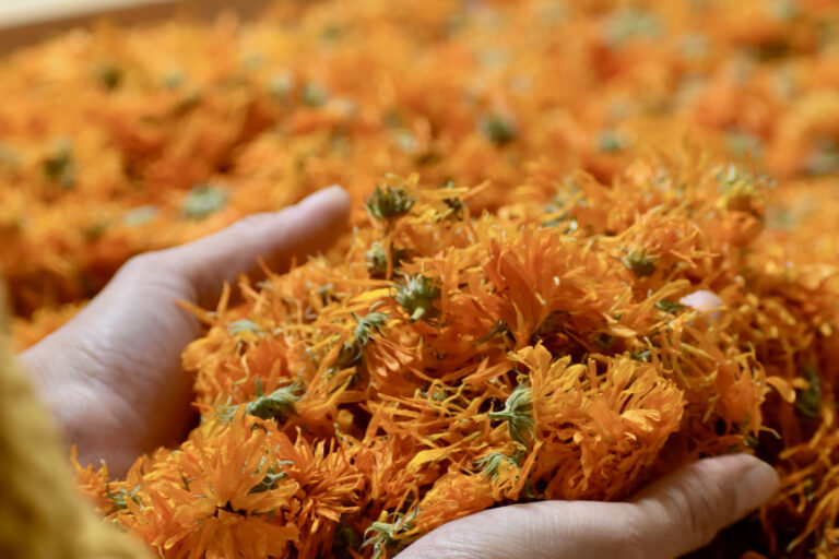 Photo de mains plongées dans des fleurs séchées