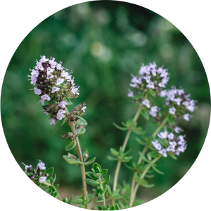 Plantes cultivées et transformées dans le Cantal