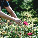 Sem'Ar&ocirc;me qui cueille les roses pour les transformer en hydrolats ou tisanes