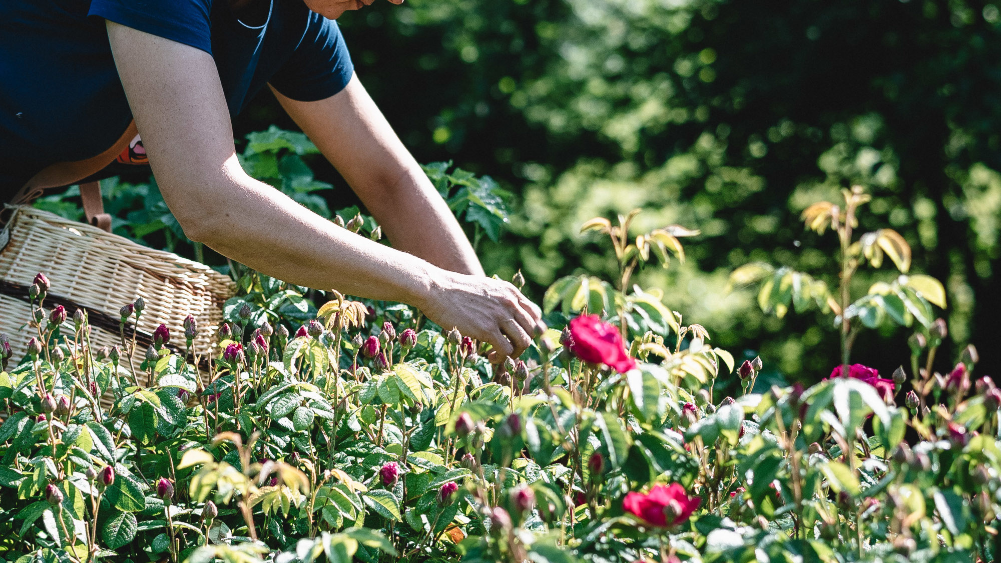 Cueillette des roses par Sem'Arôme avant transformation en hydrolats, baumes ou tisanes bio