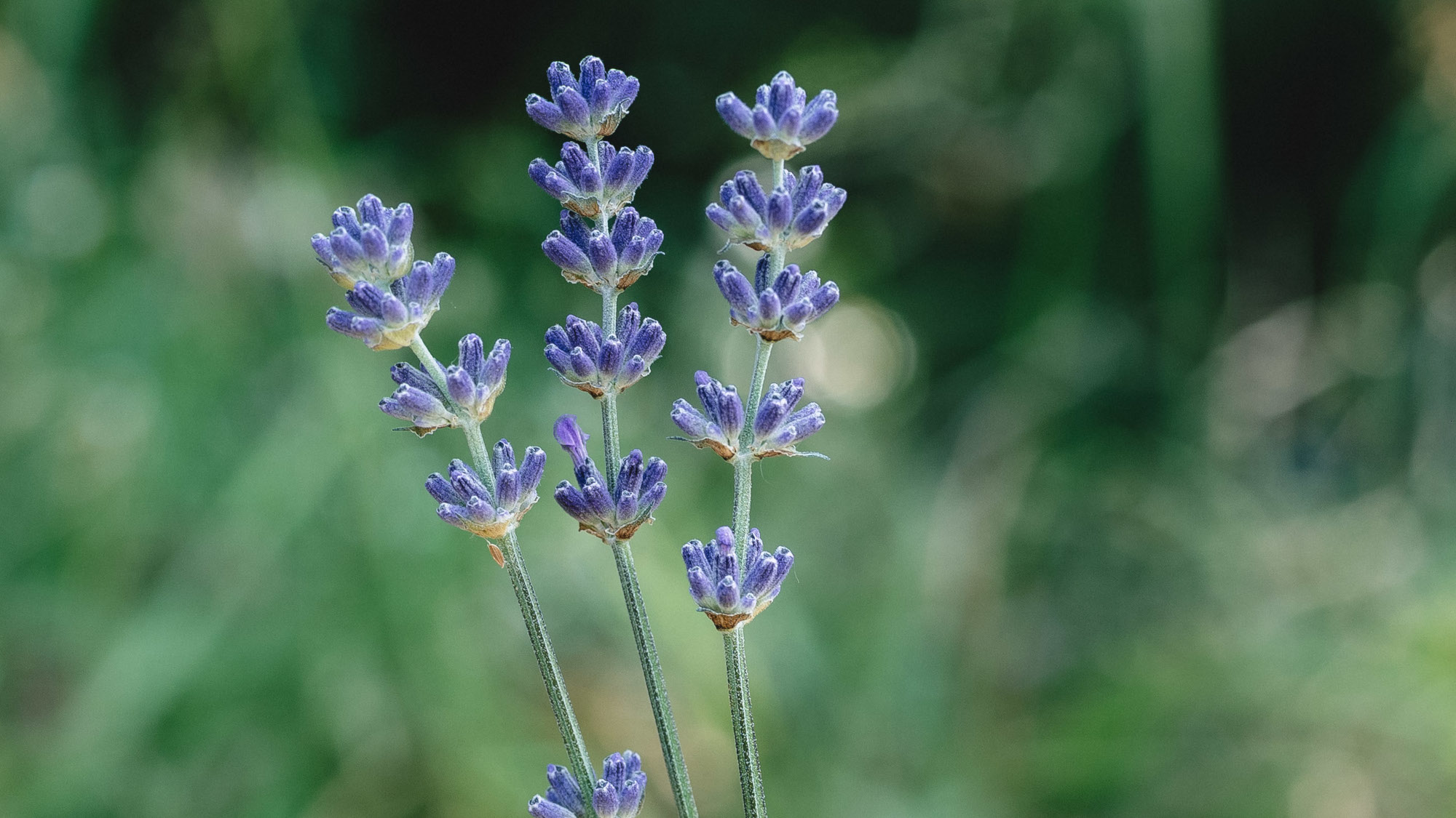 Produits de distillation : les hydrolats et eaux florales