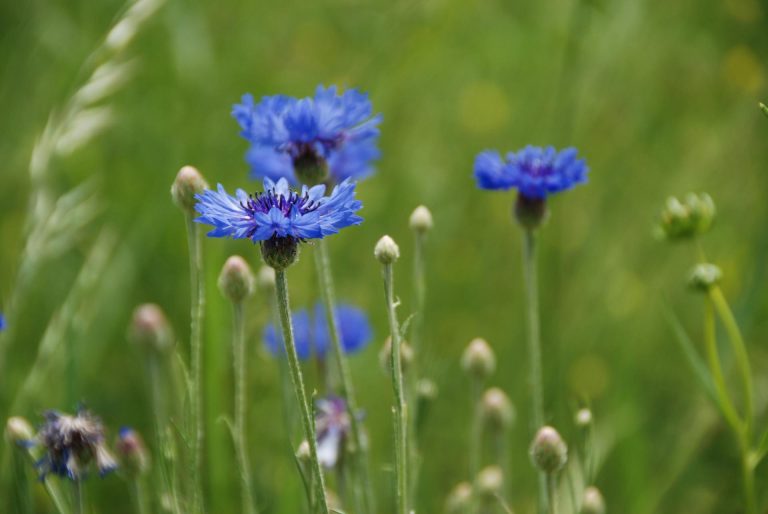 Fleurs de bleuet