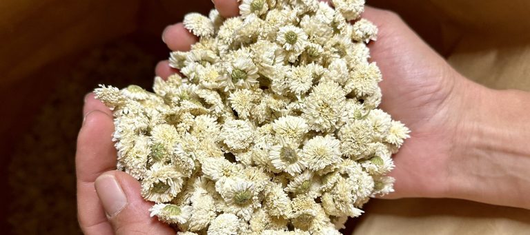 Quels sont les bienfaits de la camomille romaine ?