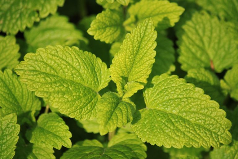 Comment utiliser l&rsquo;hydrolat de mélisse ?